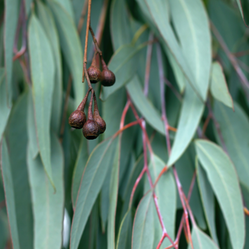 Eucalyptus Essential Oil for Breathing, Invigoration and Refreshing Aromatherapy