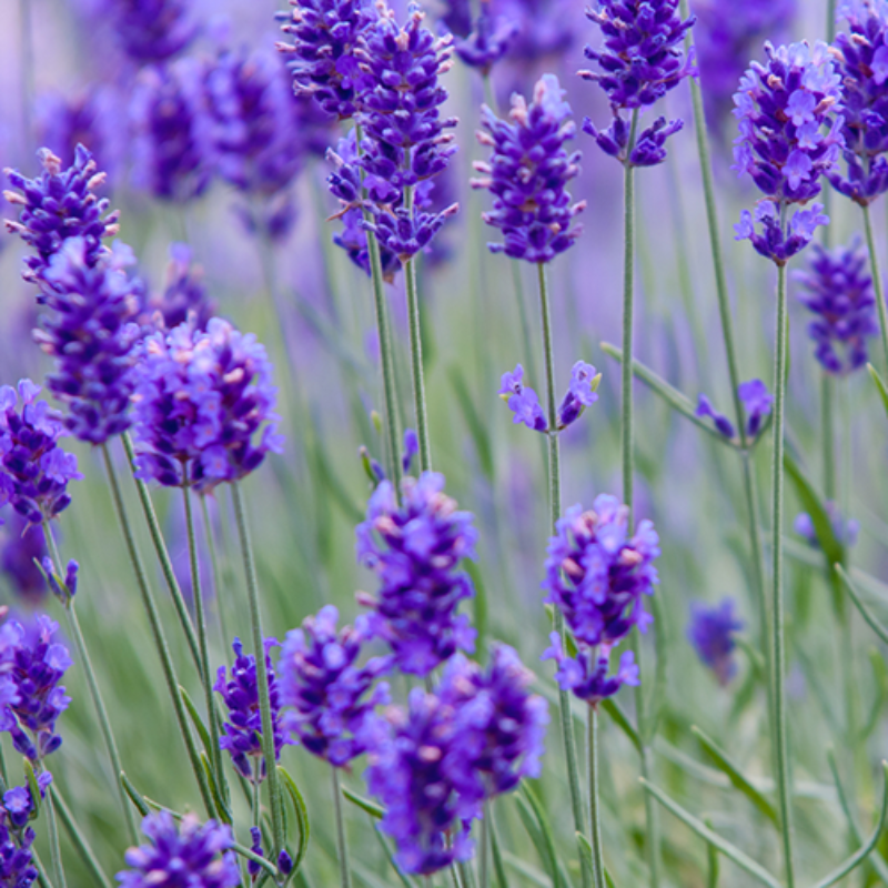 Lavender Essential Oil for Relaxation, Calming and Better Sleep