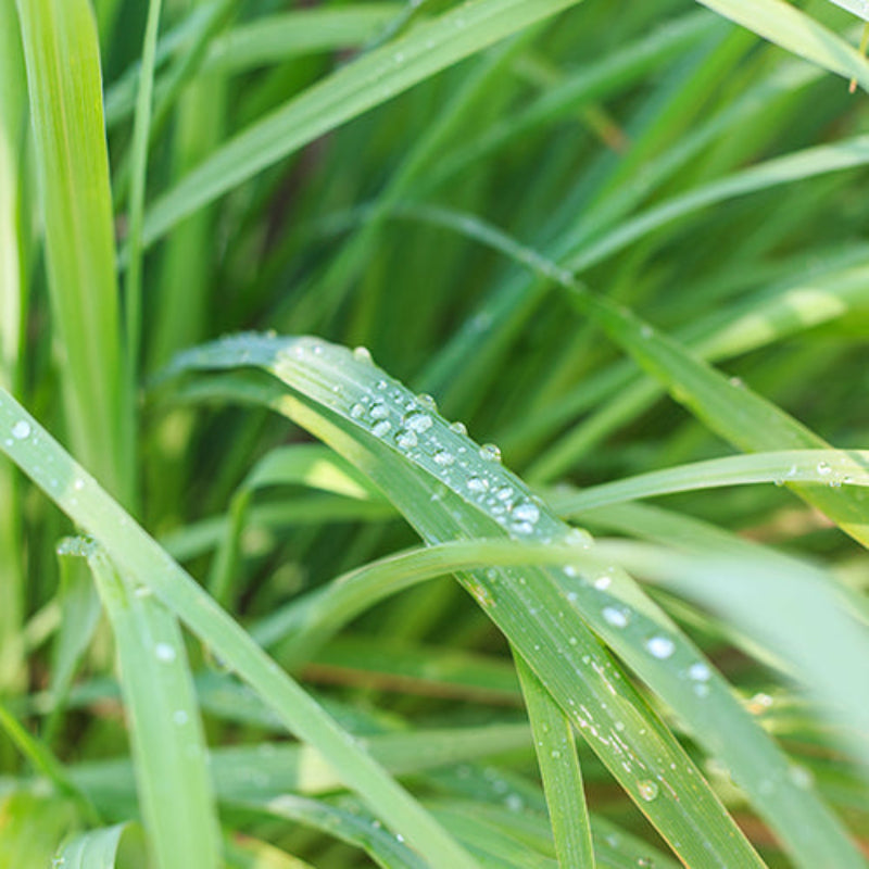 Lemongrass Essential Oil Therapeutic Grade for Diffusers and Aromatherapy