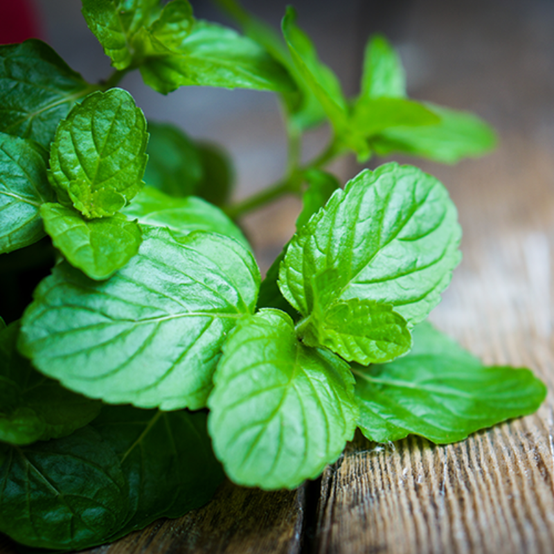 Peppermint Essential Oil 100% Pure Therapeutic Grade Aromatherapy for Focus and Clarity